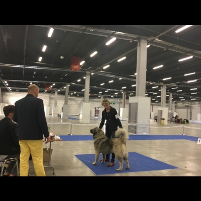IDS KIELCE'18 - VALKYRIA - NAJLEPSZA DOROSŁA SUKA, ZWYCIĘZCA PŁCI PRZECIWNEJ, CWC, CACIB